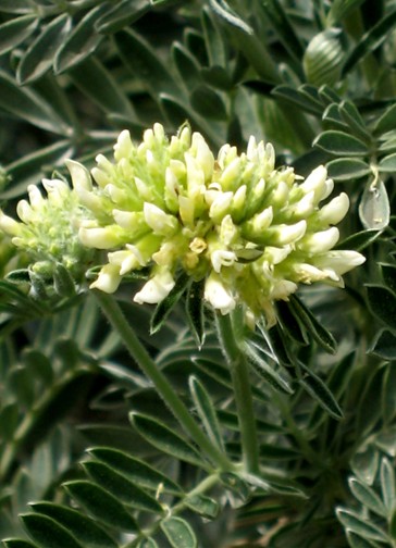 Anthyllis barba-jovis / Vulneraria barba di Giove